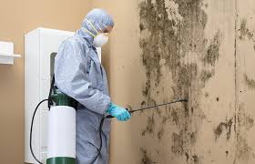 Best Basement Mold Removal  in London, CA